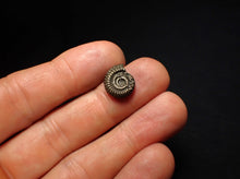 Load image into Gallery viewer, Crucilobiceras pyrite ammonite fossil (15 mm)