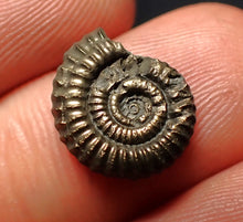 Load image into Gallery viewer, Crucilobiceras pyrite ammonite fossil (15 mm)