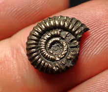 Load image into Gallery viewer, Crucilobiceras pyrite ammonite fossil (15 mm)