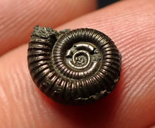 Load image into Gallery viewer, Crucilobiceras pyrite ammonite fossil (11 mm)