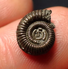 Load image into Gallery viewer, Crucilobiceras pyrite ammonite fossil (11 mm)