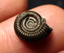 Load image into Gallery viewer, Crucilobiceras pyrite ammonite fossil (11 mm)