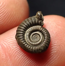 Load image into Gallery viewer, Crucilobiceras pyrite ammonite fossil (11 mm)