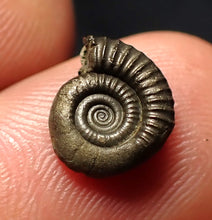 Load image into Gallery viewer, Crucilobiceras pyrite ammonite fossil (11 mm)
