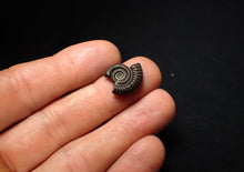 Load image into Gallery viewer, Crucilobiceras pyrite ammonite fossil (17 mm)