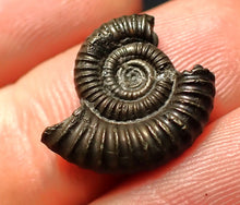 Load image into Gallery viewer, Crucilobiceras pyrite ammonite fossil (17 mm)
