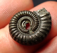 Load image into Gallery viewer, Crucilobiceras pyrite ammonite fossil (17 mm)