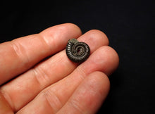 Load image into Gallery viewer, Crucilobiceras pyrite ammonite fossil (17 mm)