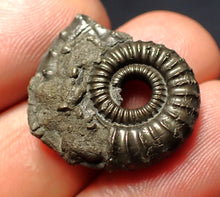 Load image into Gallery viewer, Crucilobiceras pyrite ammonite fossil (24 mm)
