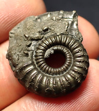 Load image into Gallery viewer, Crucilobiceras pyrite ammonite fossil (24 mm)
