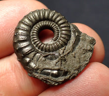 Load image into Gallery viewer, Crucilobiceras pyrite ammonite fossil (24 mm)