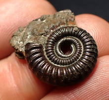 Load image into Gallery viewer, Crucilobiceras pyrite ammonite fossil (21 mm)