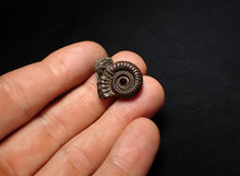 Load image into Gallery viewer, Crucilobiceras pyrite ammonite fossil (21 mm)