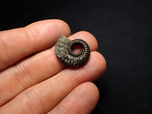 Load image into Gallery viewer, Crucilobiceras pyrite ammonite fossil (22 mm)