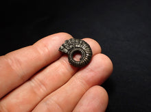 Load image into Gallery viewer, Crucilobiceras pyrite ammonite fossil (22 mm)