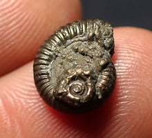 Load image into Gallery viewer, Crucilobiceras pyrite ammonite fossil (11 mm)