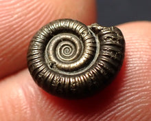 Load image into Gallery viewer, Crucilobiceras pyrite ammonite fossil (11 mm)