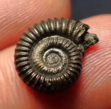 Load image into Gallery viewer, Crucilobiceras pyrite ammonite fossil (14 mm)
