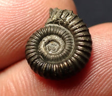 Load image into Gallery viewer, Crucilobiceras pyrite ammonite fossil (14 mm)