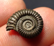 Load image into Gallery viewer, Crucilobiceras pyrite ammonite fossil (14 mm)