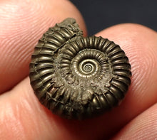 Load image into Gallery viewer, Crucilobiceras pyrite ammonite fossil (18 mm)