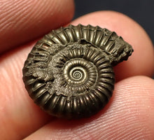 Load image into Gallery viewer, Crucilobiceras pyrite ammonite fossil (18 mm)