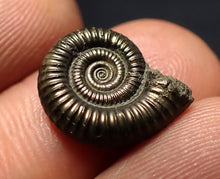 Load image into Gallery viewer, Crucilobiceras pyrite ammonite fossil (16 mm)