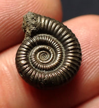Load image into Gallery viewer, Crucilobiceras pyrite ammonite fossil (16 mm)
