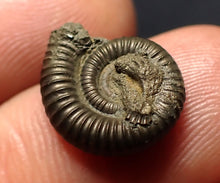 Load image into Gallery viewer, Crucilobiceras pyrite ammonite fossil (16 mm)