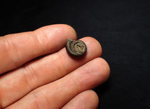 Load image into Gallery viewer, Crucilobiceras pyrite ammonite fossil (16 mm)