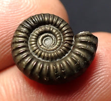Load image into Gallery viewer, Crucilobiceras pyrite ammonite fossil (16 mm)