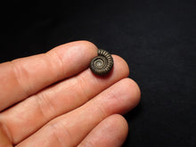 Load image into Gallery viewer, Crucilobiceras pyrite ammonite fossil (16 mm)