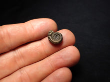 Load image into Gallery viewer, Crucilobiceras pyrite ammonite fossil (14 mm)