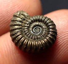 Load image into Gallery viewer, Crucilobiceras pyrite ammonite fossil (14 mm)