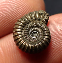 Load image into Gallery viewer, Crucilobiceras pyrite ammonite fossil (14 mm)