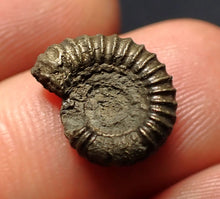 Load image into Gallery viewer, Crucilobiceras pyrite ammonite fossil (14 mm)