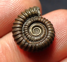 Load image into Gallery viewer, Crucilobiceras pyrite ammonite fossil (16 mm)