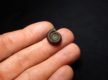 Load image into Gallery viewer, Crucilobiceras pyrite ammonite fossil (16 mm)