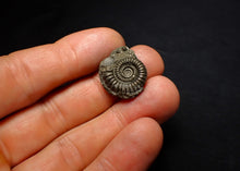 Load image into Gallery viewer, Crucilobiceras pyrite ammonite fossil (21 mm)