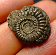 Load image into Gallery viewer, Crucilobiceras pyrite ammonite fossil (21 mm)
