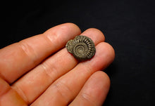 Load image into Gallery viewer, Crucilobiceras pyrite ammonite fossil (21 mm)