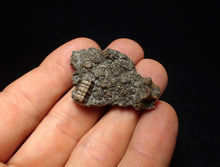 Load image into Gallery viewer, Detailed 3D crinoid head fossil (42 mm)