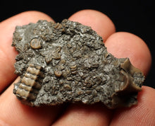 Load image into Gallery viewer, Detailed 3D crinoid head fossil (42 mm)