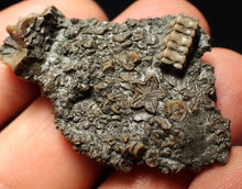 Load image into Gallery viewer, Detailed 3D crinoid head fossil (42 mm)