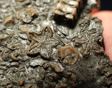 Load image into Gallery viewer, Detailed 3D crinoid head fossil (42 mm)