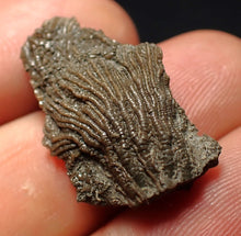 Load image into Gallery viewer, Tiny detailed 3D juvenile crinoid head fossil (26 mm)
