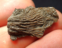 Load image into Gallery viewer, Tiny detailed 3D juvenile crinoid head fossil (26 mm)