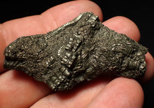 Load image into Gallery viewer, Detailed pyrite crinoid fossil (58 mm) Pentacrinites