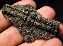 Load image into Gallery viewer, Detailed pyrite crinoid fossil (58 mm) Pentacrinites