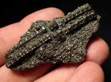 Load image into Gallery viewer, Detailed pyrite crinoid fossil (58 mm) Pentacrinites